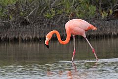 American Flamingo